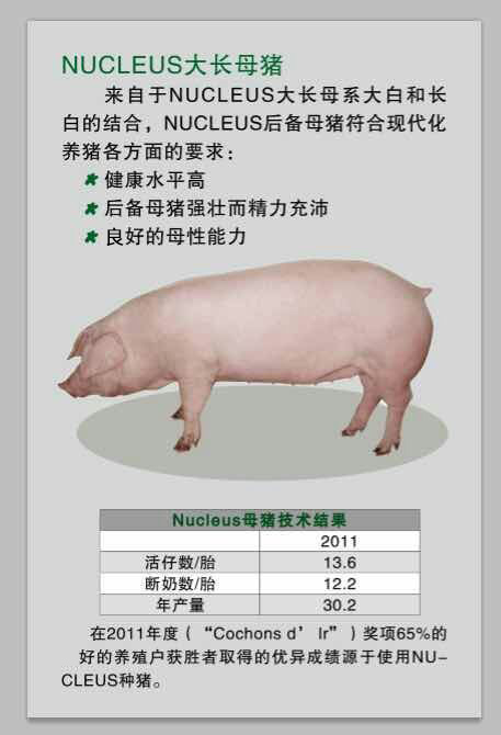 NUCLEUS 大長(zhǎng)母豬